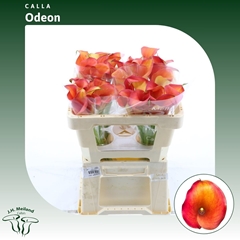 Zantedeschia Captain Odeon 50cm