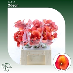 Zantedeschia Captain Odeon 40cm