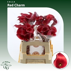 Zantedeschia Red Charm 55cm