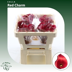 Zantedeschia Red Charm 45cm