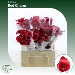 Zantedeschia Red Charm 40cm