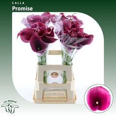 Zantedeschia Captain Promise 65cm
