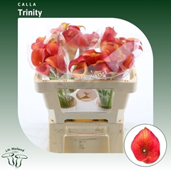 Zantedeschia Captain Trinity 50cm