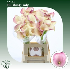 Zantedeschia Blushing Lady 60cm