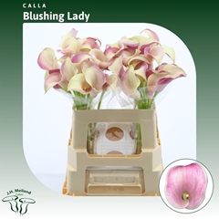 Zantedeschia Blushing Lady 55cm