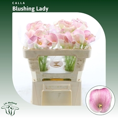 Zantedeschia Blushing Lady 50cm