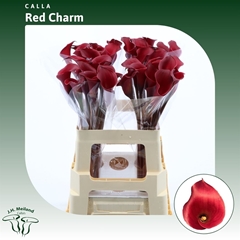 Zantedeschia Red Charm 65cm