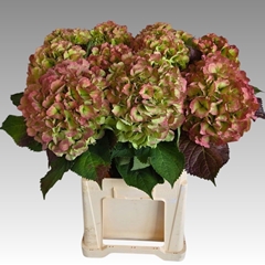 Hydrangea Verena Classic 80cm 21-23cm Hd