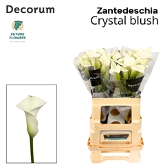 Zantedeschia Crystal Blush 60cm
