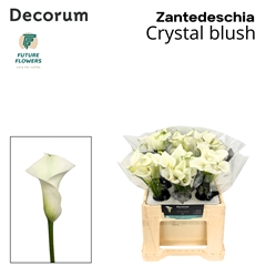 Zantedeschia Crystal Blush 40cm