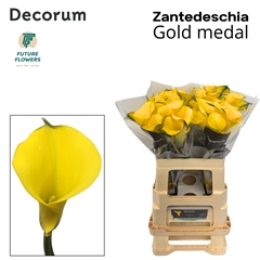 Zantedeschia Gold Medal 60cm
