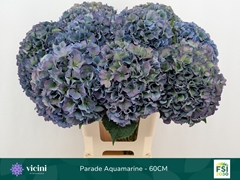 Hydrangea Royal Parade Classic 60cm 18-20cm Hd