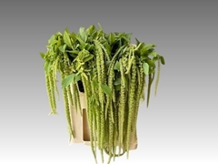 Amaranthus Caudatus Viridis 70cm