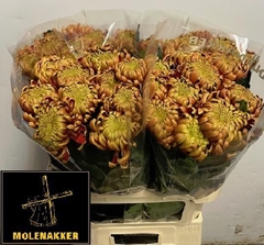 Chrysanth Single Fuego 80cm 110gr.