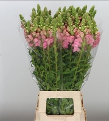 Antirrhinum Potomac Pink 70cm