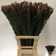 Leucadendron Mountain Rose 80cm