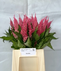 Celosia Royal Pink 50cm