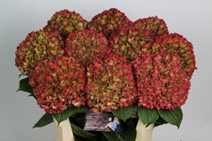 Hydrangea Glowing Alps Classic 80cm 18-20cm Hd
