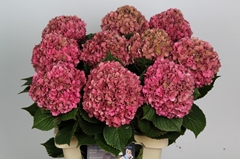 Hydrangea Glowing Alps Classic 65cm 13-15cm Hd