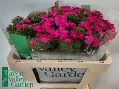 Dianthus Barb Neon Cher 52cm