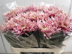 Chrysanth Single Tula Sharletta 80cm 75gr.