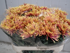 Chrysanth Single Tula Autumn 75cm 40gr.