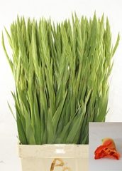 Gladiolus Prince Of Orange 95cm 180gr.