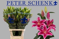 Lily Oriental Peter Schenk 100cm 5+