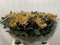 Chrysanth Single Tula Autumn 75cm 80gr.