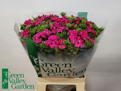 Dianthus Barb Neon Cher 60cm