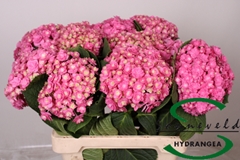 Hydrangea Beautensia Luxor Pink 60cm 12-14cm Hd