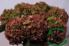 Hydrangea Verena Classic 60cm 16-18cm Hd