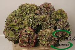 Hydrangea Harlekijn Classic 50cm 12-14cm Hd