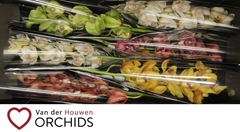 Cymbidium Mix 70cm
