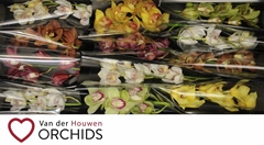 Cymbidium Mix 50cm