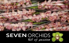 Cymbidium Rondo 80cm