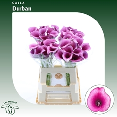 Zantedeschia Durban 60cm