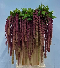 Amaranthus Caudatus Rosary 80cm