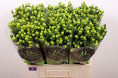 Hypericum Sisu Charm 60cm