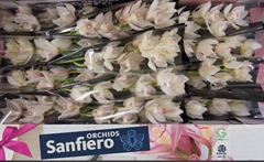 Cymbidium Snowcastle 50cm