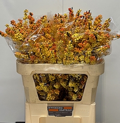 Ilex Ilexia Victoria 80cm