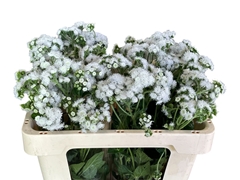 Ageratum Eskimo 50cm