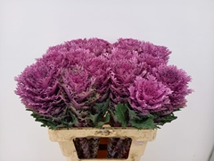 Brassica Crane Queen 60cm
