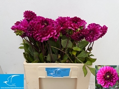 Dahlia Lilac Bull 55cm