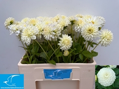 Dahlia Snow Cap 55cm