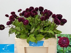 Dhalia Dark Spirit 55cm