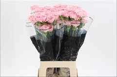 Dianthus Single Doncel 65cm