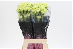 Dianthus Single Goblin 65cm