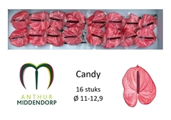 Anthurium Candy 11cm Hd