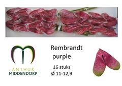 Anthurium Rembrandt Purple 11cm Hd